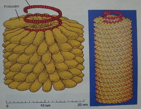Etude049-35