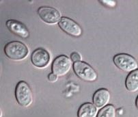 Etude049-40