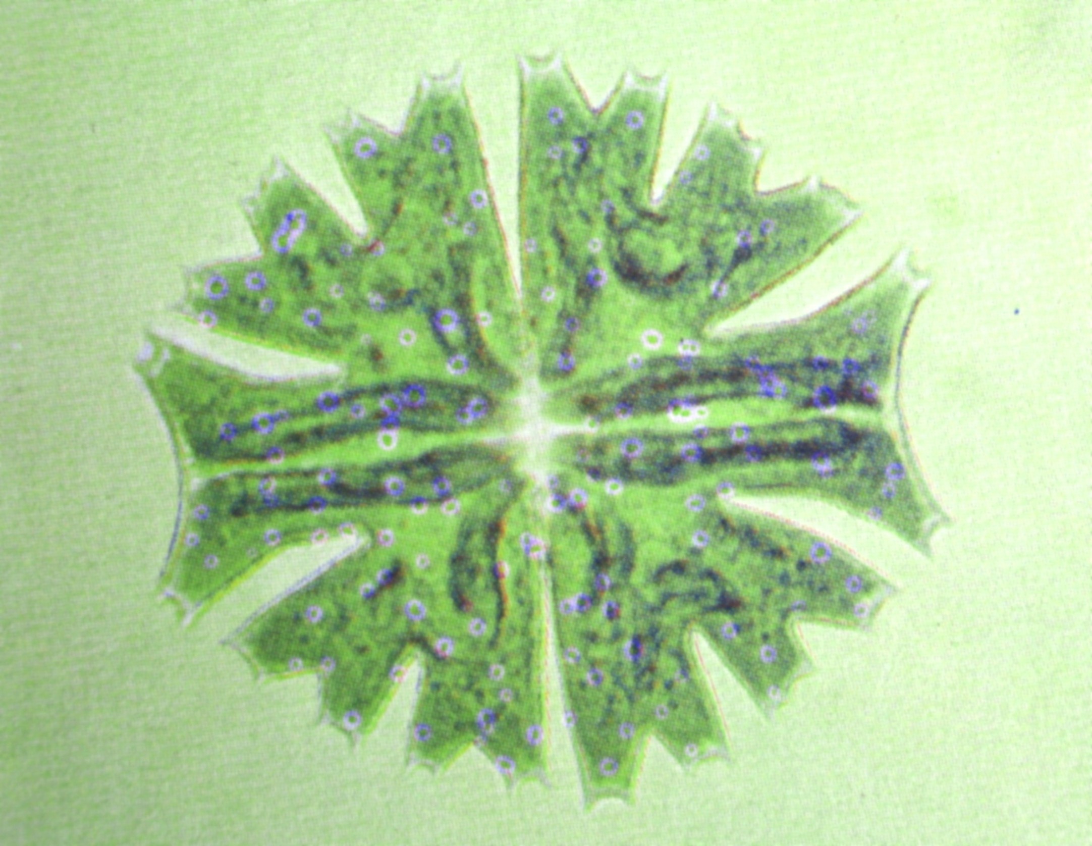 Etude049-41