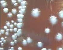 Etude049-44-A
