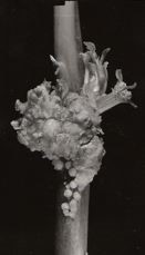 Etude049-51